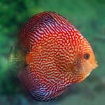 Snakeskin red discus