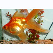Assorted Fantail (goldfish)