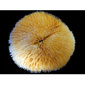 Fungia Plate Coral - Orange 