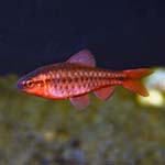 Cherry barb