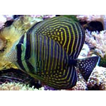 Red Sea Sailfin Tang