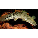 Armoured Bichir