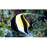 Moorish Idol