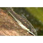 Silver Otocinclus