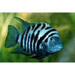 Zebra Convict Cichlid