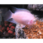 Pink Convict Cichlid