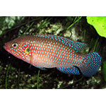 Blue Jewel Cichlid