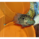 Ballon Texas Pearl Scale Cichlid