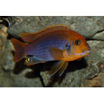 Rusty Cichlid