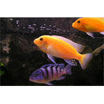 Assorted Maylandia Cichlid