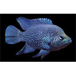 Black Diamond Cichlid