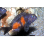 Double Banded Tropheus Bulu Point