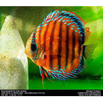 Alencer Discus