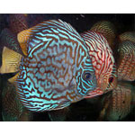 Turquoise Discus