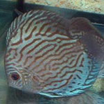 Brilliant Blue Discus