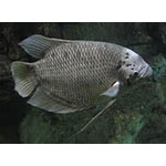 Giant Gourami