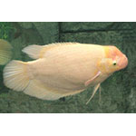 Albino Giant Gourami