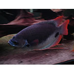 Red Tail Giant Gourami