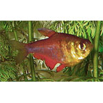 Flame Tetra