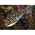 Figure 8 Puffer