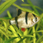 Tiger Barb