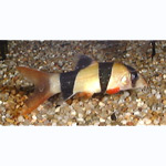 Clown loach