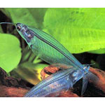 Thailand Glass Catfish