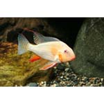 Threadfin acara alpino (SP)