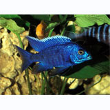 Blue Peacock Cichlid  (SP)