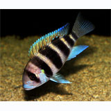 Frontosa Cichlid