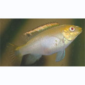 Albino Kribensis Cichlid