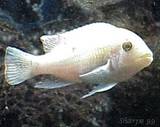 Albino Zebra Cichlid (Red Eye)