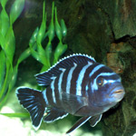 Demasoni