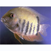 Severum Cichlid