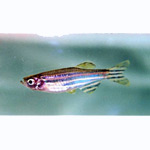 Zebra Danio