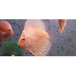 Albino discus