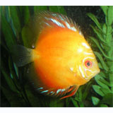 Marlboro red Discus