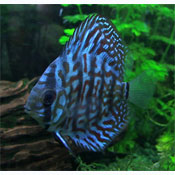 Blue Turqoise Discus