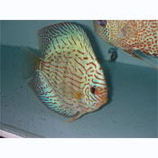 Green Turquoise Discus