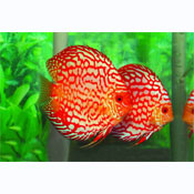 Pigeon Blood Discus