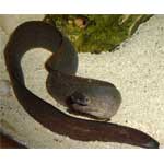 Snowflake Moray eel