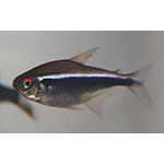 Black Neon Tetra