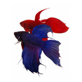 Assorted Veil Tail Betta