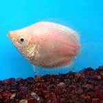 Balloon Kissing gourami