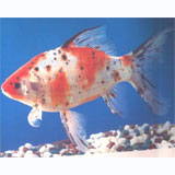 Assorted Shubankin Goldfish�