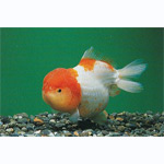 Red & White Lion Head Goldfish