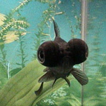 Black Moor Goldfish