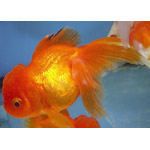 Oranda, Giant Red