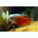 Blood Dwarf Gourami