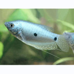 Blue gourami